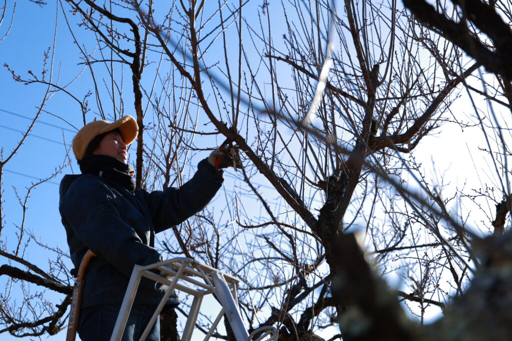 冬の間は、梅の木を剪定。作業をする林ゆりこさん